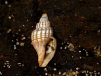 Propebela turricula 1, Gewone trapgevel,  fossil, Saxifraga-Foto Fitis-Sytske Dijksen