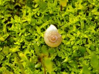 Vallonia costata