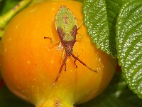 Acanthosoma haemorrhoidale 7, larva, Foto Fitis-Sytske Dijksen