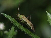 Adelphocoris quadripunctatus 3, Vierpuntsierblindwants, Saxifraga-Rutger Barendse