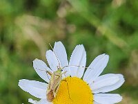 Adelphocoris quadripunctatus 7, Vierpuntsierblindwants, Saxifraga-Ben Delbaere