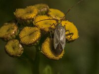 Adelphocoris lineolatus 10, Luzernesierblindwants, Saxifraga-Jan van der Straaten