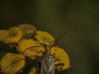 Adelphocoris lineolatus 11, Luzernesierblindwants, Saxifraga-Jan van der Straaten