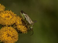 Adelphocoris lineolatus 13, Luzernesierblindwants, Saxifraga-Jan van der Straaten