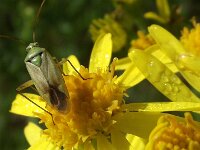 Adelphocoris lineolatus 3, Luzernesierblindwants, Saxifraga-Frank Dorsman  Adelphocor​is lineolatus​, Jacobaea vulgaris AW-duinen 110711
