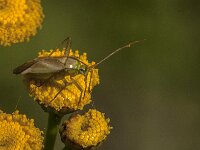 Adelphocoris lineolatus 5, Luzernesierblindwants, Saxifraga-Jan van der Straaten