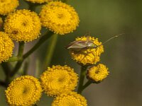 Adelphocoris lineolatus 6, Luzernesierblindwants, Saxifraga-Jan van der Straaten