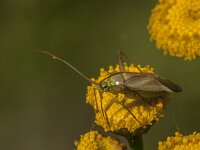 Adelphocoris lineolatus 7, Luzernesierblindwants, Saxifraga-Jan van der Straaten