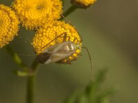 Adelphocoris lineolatus 8, Luzernesierblindwants, Saxifraga-Jan van der Straaten