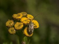 Adelphocoris lineolatus 9, Luzernesierblindwants, Saxifraga-Jan van der Straaten