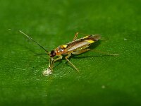 Campyloneura virgula