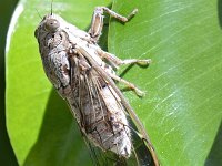 Cicada cretensis