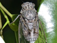 Cicada cretensis 2, Saxifraga-Tom Heijnen