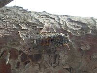 Cicada orni