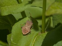 Coreus marginatus 56, Zuringrandwants, Saxifraga-Jan van der Straaten