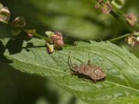 Coreus marginatus 57, Zuringrandwants, Saxifraga-Jan van der Straaten