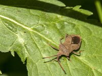 Coreus marginatus 58, Zuringrandwants, Saxifraga-Jan van der Straaten