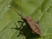 Coreus marginatus 59, Zuringrandwants, Saxifraga-Jan van der Straaten