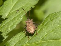 Coreus marginatus 60, Zuringrandwants, Saxifraga-Jan van der Straaten