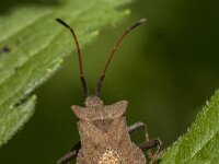 Coreus marginatus 61, Zuringrandwants, Saxifraga-Jan van der Straaten