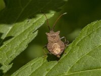 Coreus marginatus 62, Zuringrandwants, Saxifraga-Jan van der Straaten