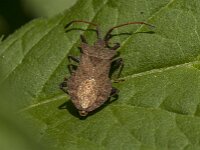 Coreus marginatus 66, Zuringrandwants, Saxifraga-Jan van der Straaten