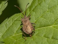 Coreus marginatus 67, Zuringrandwants, Saxifraga-Jan van der Straaten