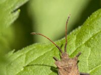 Coreus marginatus 68, Zuringrandwants, Saxifraga-Jan van der Straaten