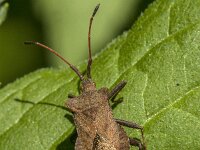Coreus marginatus 69, Zuringrandwants, Saxifraga-Jan van der Straaten