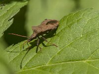 Coreus marginatus 70, Zuringrandwants, Saxifraga-Jan van der Straaten