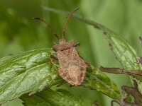 Coreus marginatus 71, Zuringrandwants, Saxifraga-Jan van der Straaten