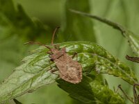 Coreus marginatus 72, Zuringrandwants, Saxifraga-Jan van der Straaten