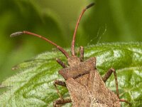 Coreus marginatus 73, Zuringrandwants, Saxifraga-Jan van der Straaten