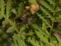 Coreus marginatus 74, Zuringrandwants, Saxifraga-Jan van der Straaten