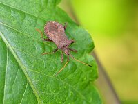 Coreus marginatus 76, Zuringrandwants, Saxifraga-Tom Heijnen