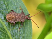 Coreus marginatus 77, Zuringrandwants, Saxifraga-Tom Heijnen