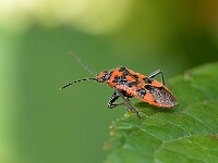 Corizus hyoscyami 10, Kaneelwants, Saxifraga-Tom Heijnen