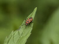 Corizus hyoscyami 8, Kaneelwants, Saxifraga-Jan van der Straaten