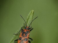 Corizus hyoscyami 9, Kaneelwants, Saxifraga-Jan van der Straaten