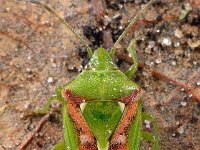 Cyphostethus tristriatus 2, Jeneverbeskielwants, Saxifraga-Ab H Baas