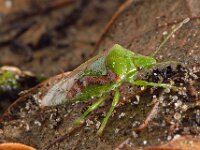 Cyphostethus tristriatus 3, Jeneverbeskielwants, Saxifraga-Ab H Baas