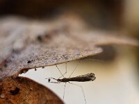 Empicoris vagabundus