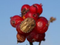 Eurygaster testudinaria 3, Gewone pantserwants, Foto Fitis-Sytske Dijksen