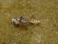 Gerris lacustris 16, Schaatsenrijder, Foto Fitis-Sytske Dijksen