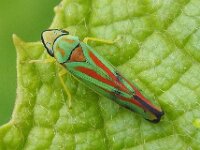 Graphocephala fennahi 15, Rhododendroncicade, Saxifraga-Ab H Baas
