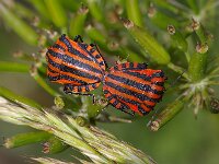 Graphosoma lineatum 5, Foto Fitis-Sytske Dijksen