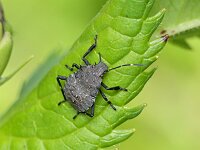 Halyomorpha halys 11, Bruingemarmerde schildwants, Saxifraga-Tom Heijnen