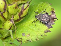 Halyomorpha halys 13, Bruingemarmerde schildwants, Saxifraga-Tom Heijnen