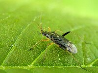Harpocera thoracica 13, Voorjaarseikenblindwants, Saxifraga-Ab H Baas