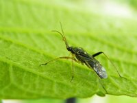 Harpocera thoracica 14, Voorjaarseikenblindwants, Saxifraga-Ab H Baas